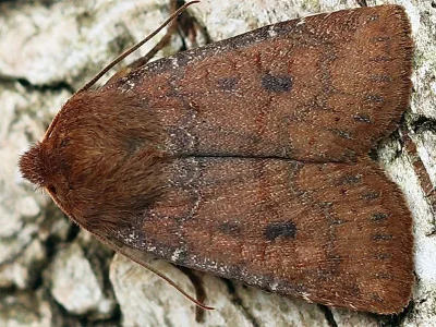 Conistra (Conistra) vaccinii
