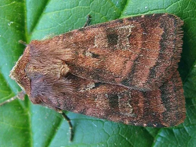 Diarsia rubi