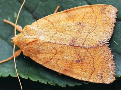 Enargia paleacea