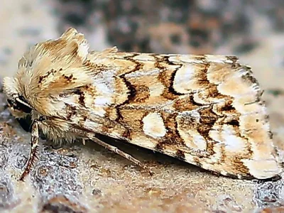 Hadena (Anepia) irregularis