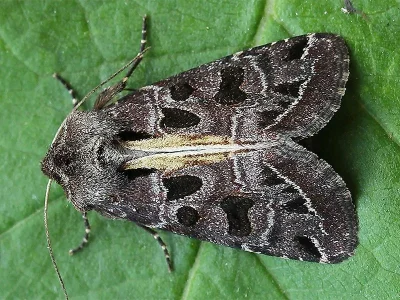 Hyssia cavernosa