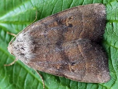 Cosmia (Cosmia) contusa