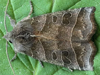 Ipimorpha retusa