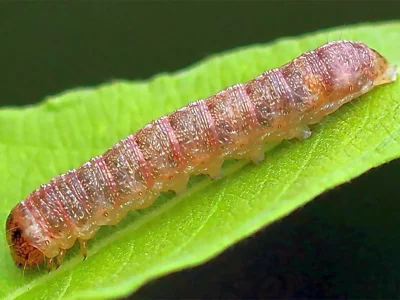 Lacanobia (Diataraxia) aliena