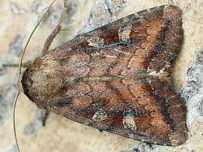 Lacanobia (Diataraxia) splendens