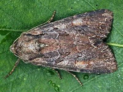 Lacanobia (Dianobia) suasa