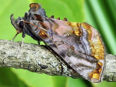 Lamprotes c-aureum