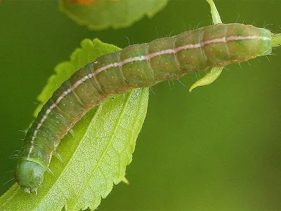 Lithophane (L.) socia