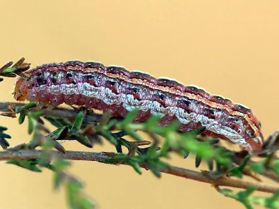 Lycophotia porphyrea