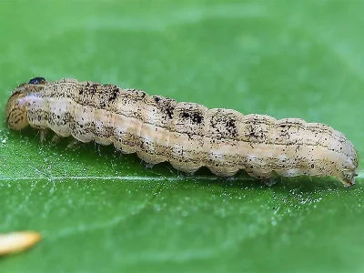 Mythimna (M.) impura