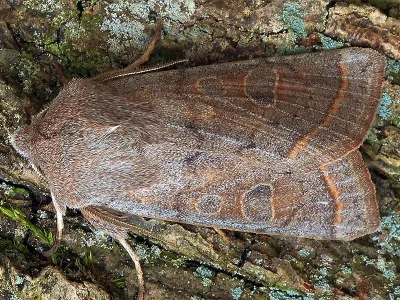 Orthosia (Cororthosia) gracilis