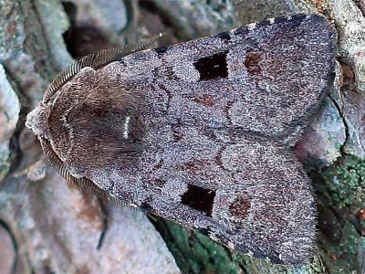 Netrocerocora quadrangula