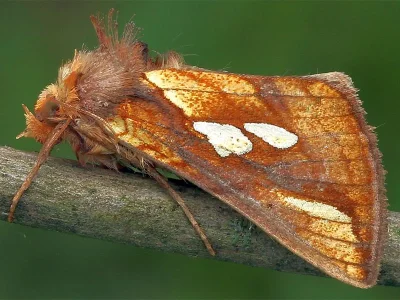 Plusia festucae