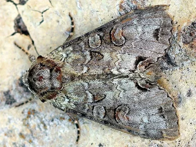 Polia (Polia) hepatica