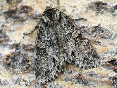 Polia (Polia) nebulosa