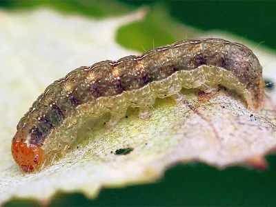 Polia (Polia) nebulosa