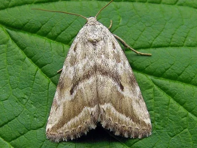 Phyllophila obliterata