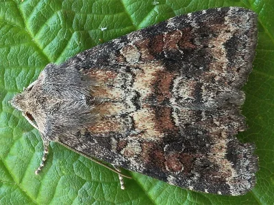 Parastichtis suspecta