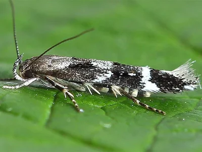 Mompha (Mompha) sturnipennella
