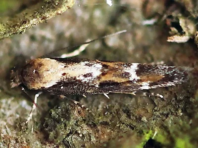 Mompha (Mompha) divisella