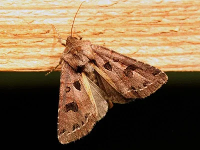 Hyssia cavernosa