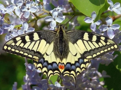 Papilio (Papilio) machaon