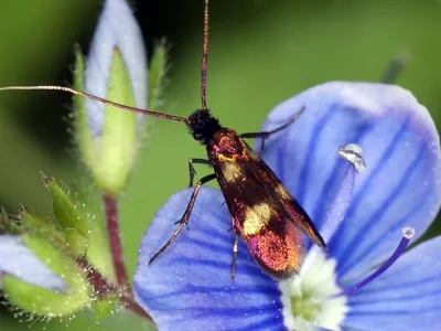 Cauchas fibulella