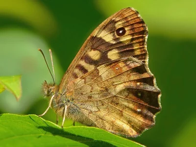 Pararge aegeria