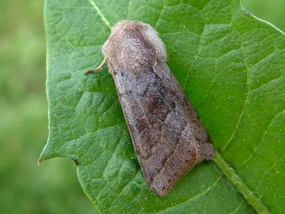 Orthosia (Cororthosia) opima