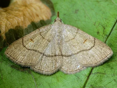 Paracolax tristalis