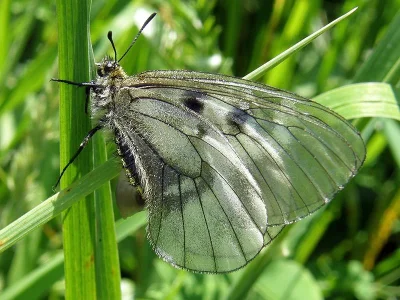 Parnassius (Driopa) mnemosyne