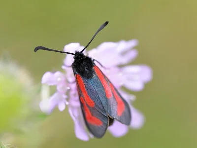 Zygaena (Mesembrynus) purpuralis
