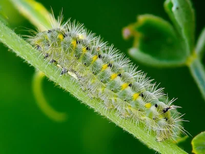 Zygaena (Agrumenia) viciae