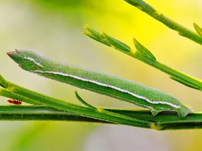 Pseudoterpna pruinata