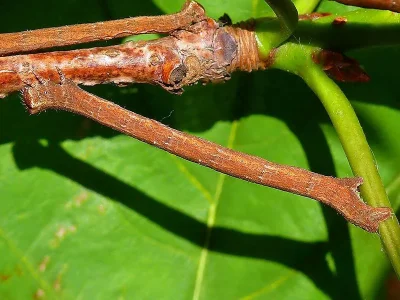 Peribatodes rhomboidaria