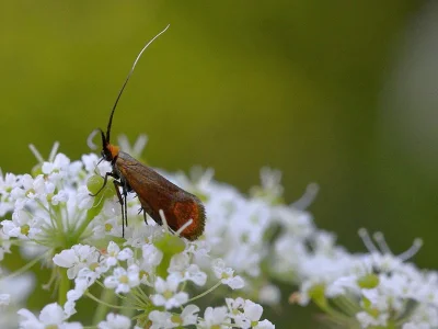 Nemophora cupriacella