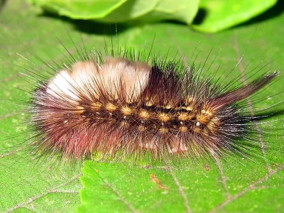 Calliteara pudibunda