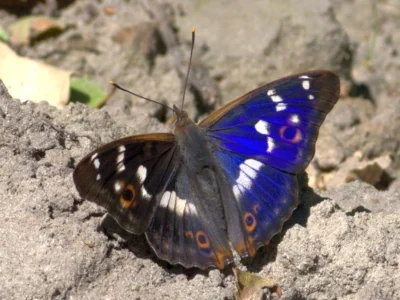Apatura ilia