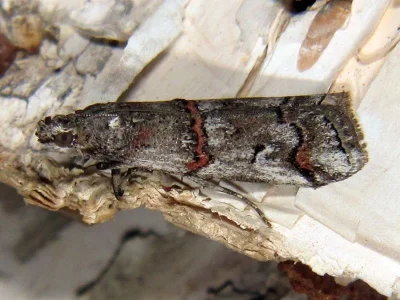 Pempelia palumbella