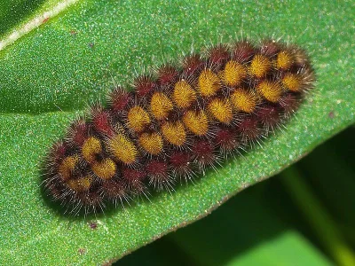 Adscita (A.) statices