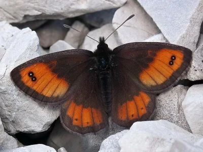 Erebia gorge
