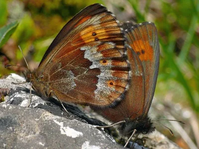 Erebia euryale