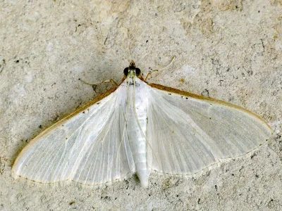 Palpita vitrealis