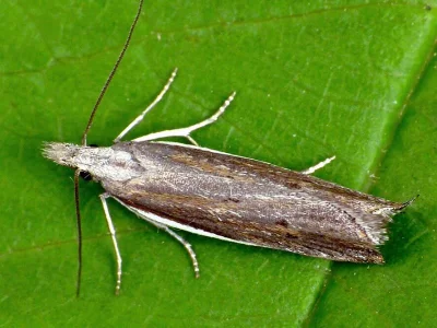 Sophronia semicostella