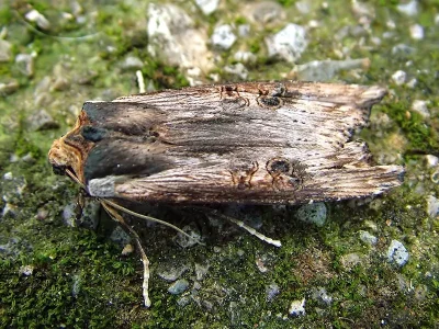 Xylena (Xylena) exsoleta