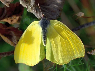 Gonepteryx cleobule