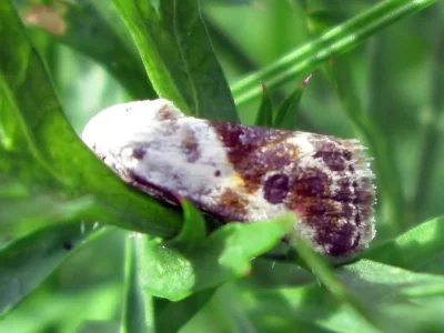 Acontia candefacta