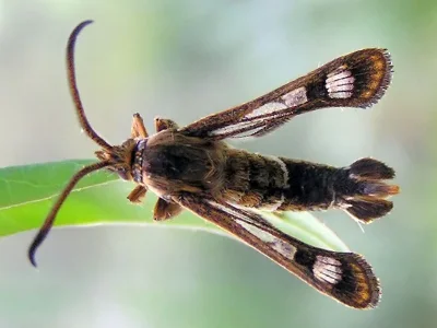 Chamaesphecia (Chamaesphecia) palustris