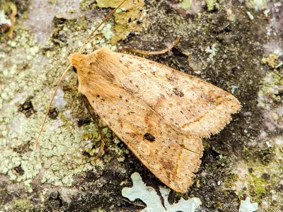 Agrochola (Leptologia) blidaensis