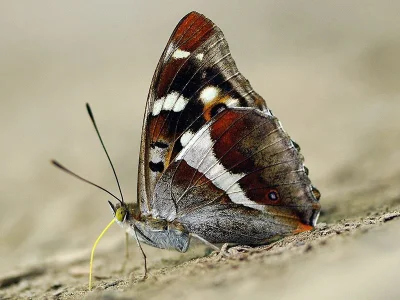Apatura iris